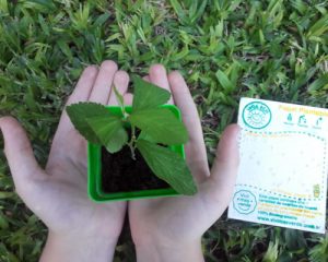 Manos con una planta